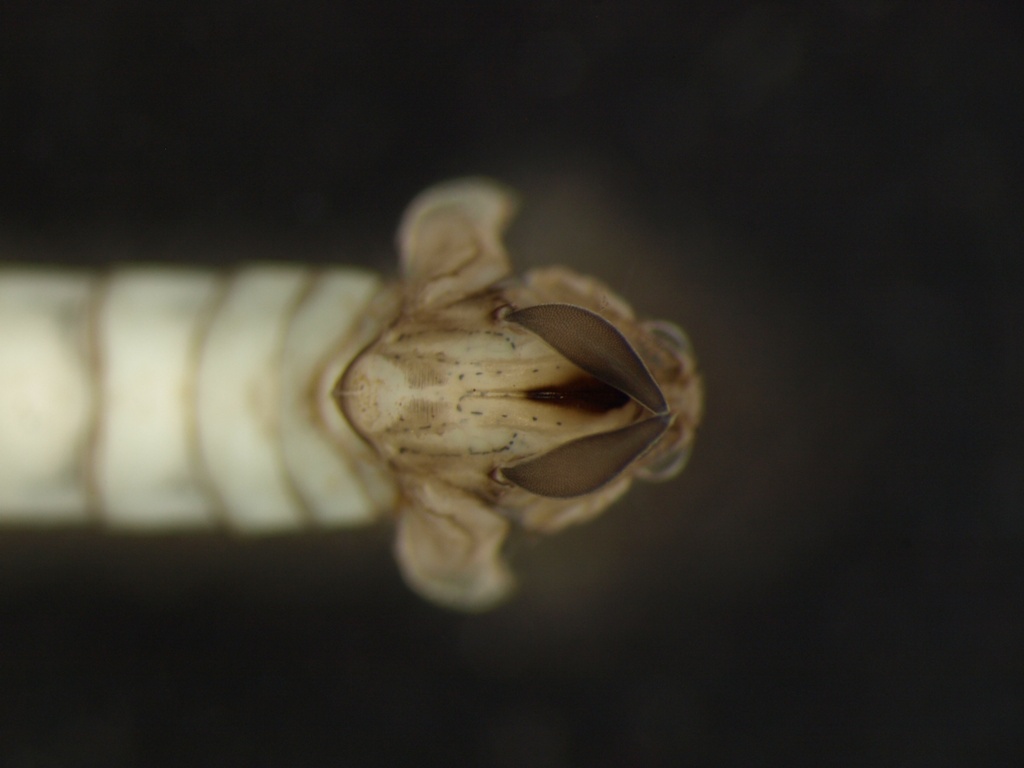 Chaoborus crystallinus